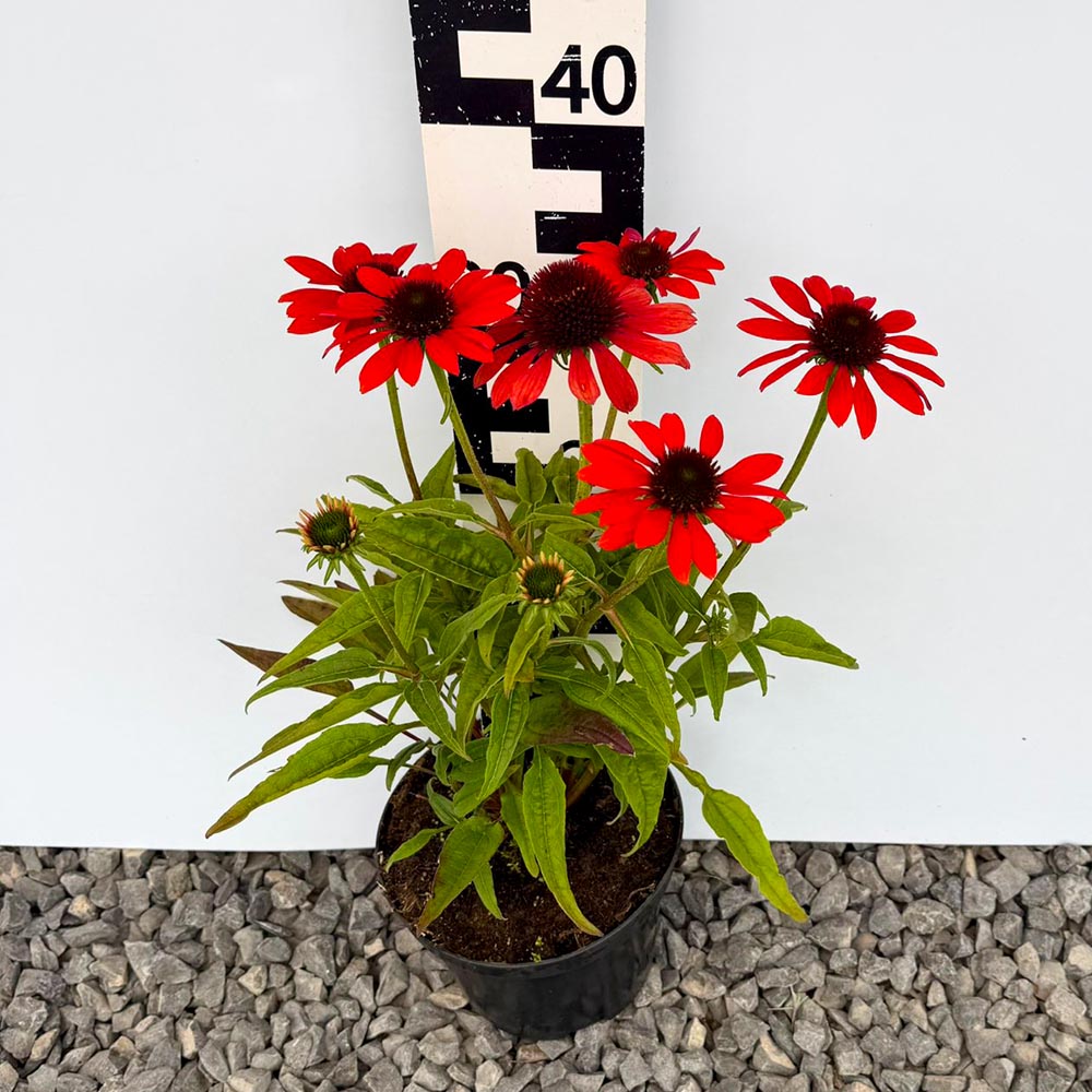 c99224485a271be5ea9f4418c69ff663