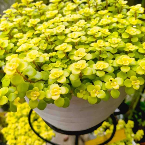 6f4fdbc1ee0dc079c862c2be994e4aed