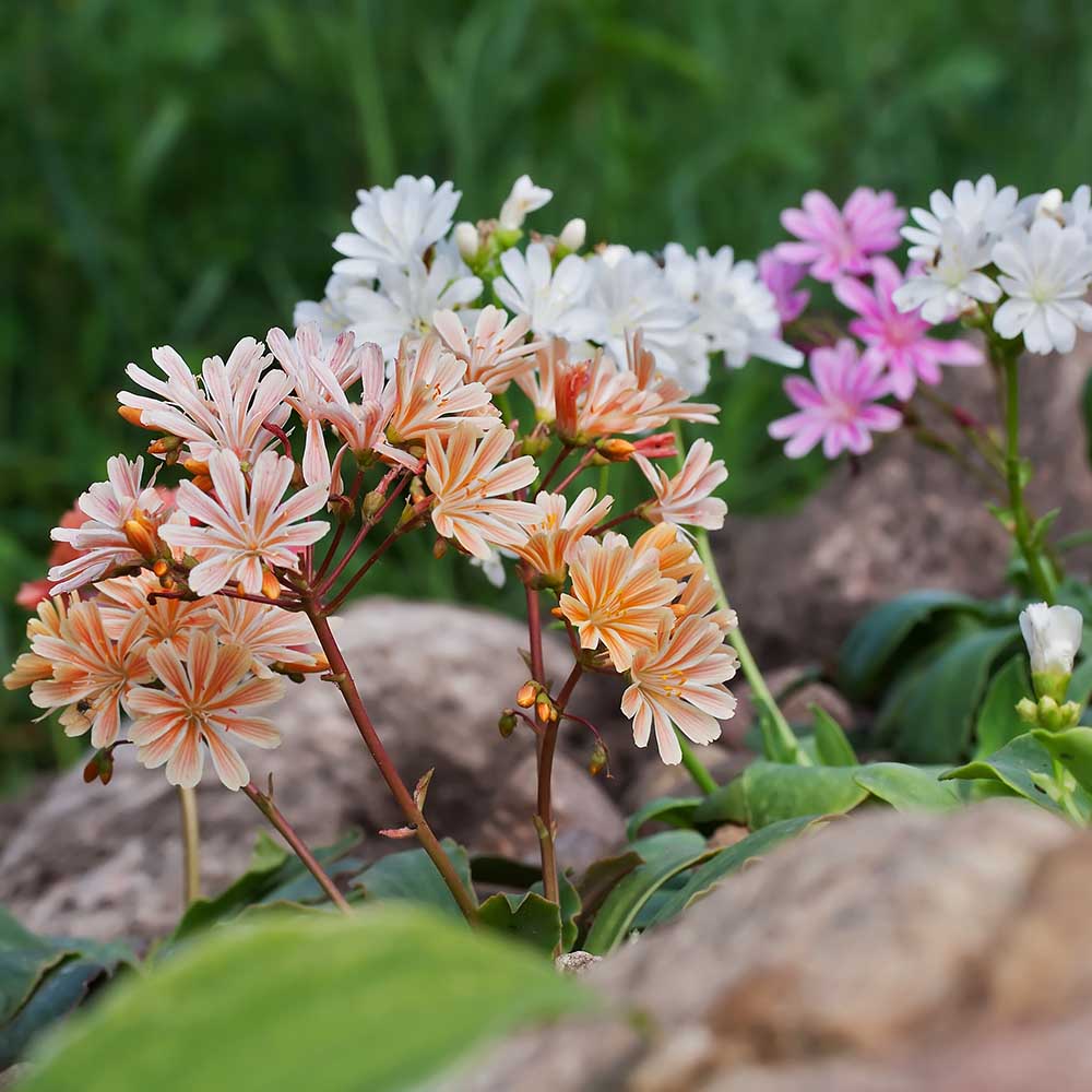 9ba2e8e93f4471ec6271e34bade521a4