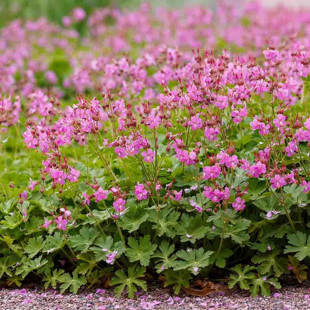 ccee0c5d34c594331c456edc5ef38424