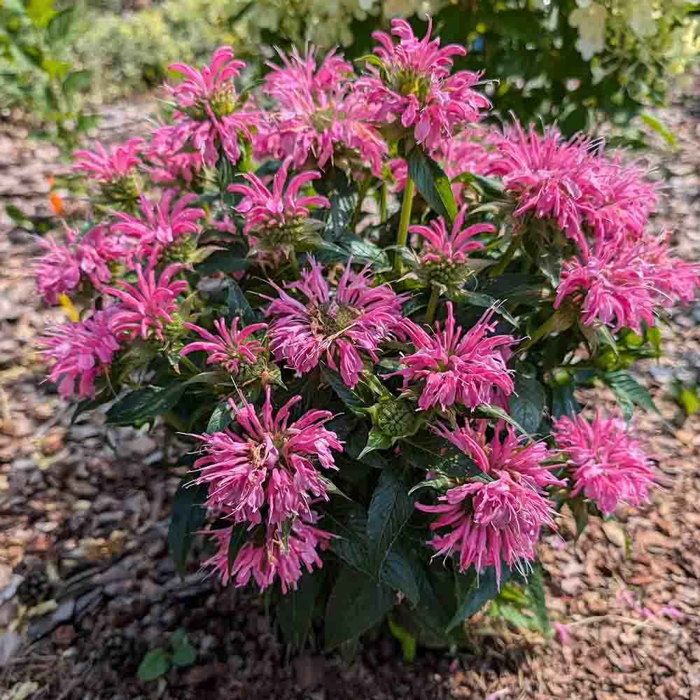 269c4a2776a9c12696a21ebf2223f05a