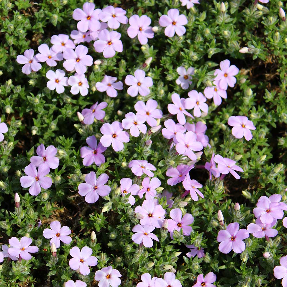 95a7757cdf6ec68b393a0b59b9325aea