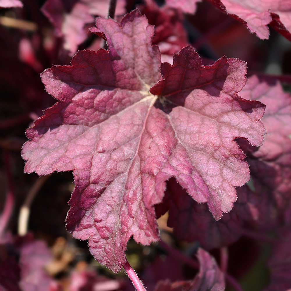 4c64bd574d2728f8dc04b4bb654e831d