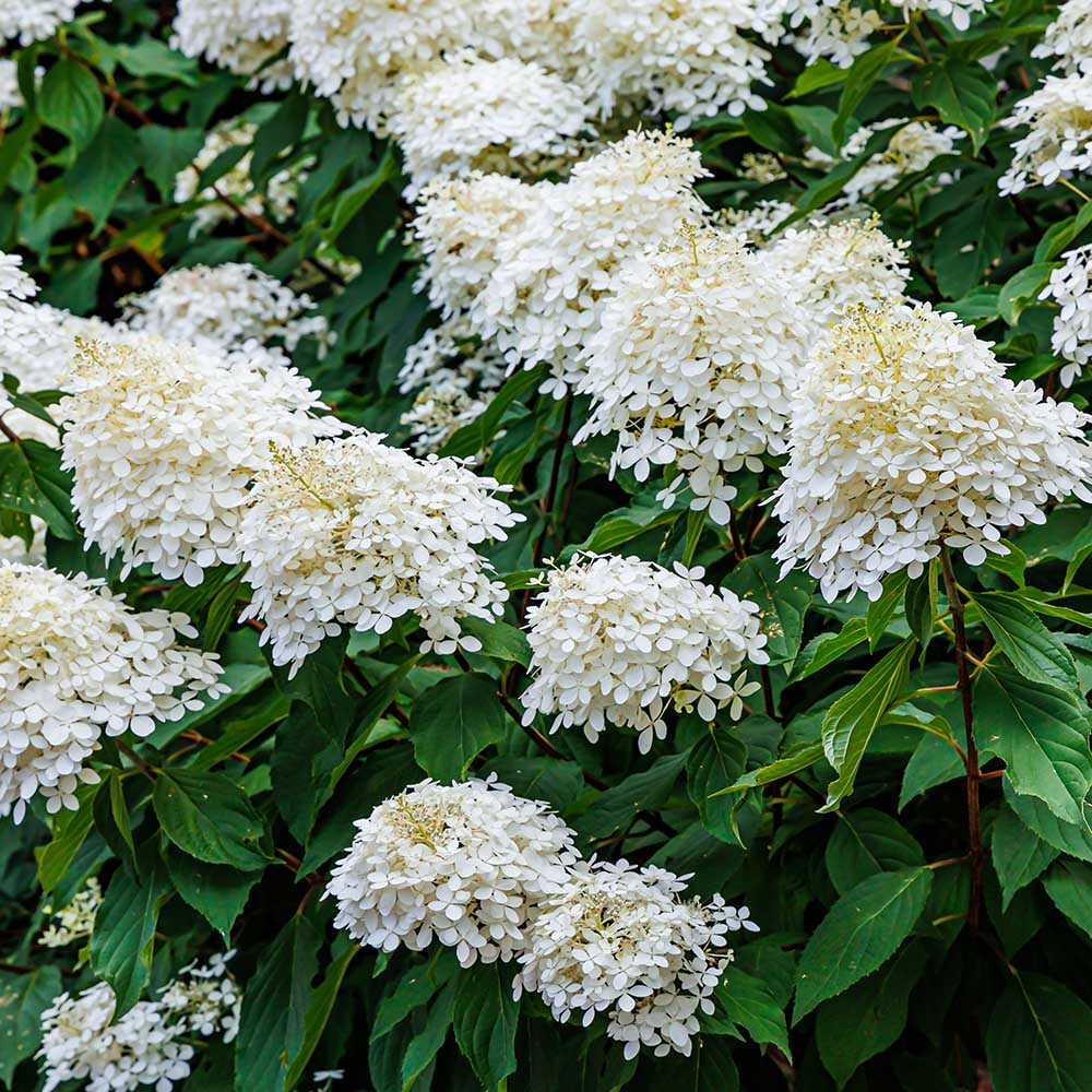 7700cecbc4b30073d9777da95ac45d1b