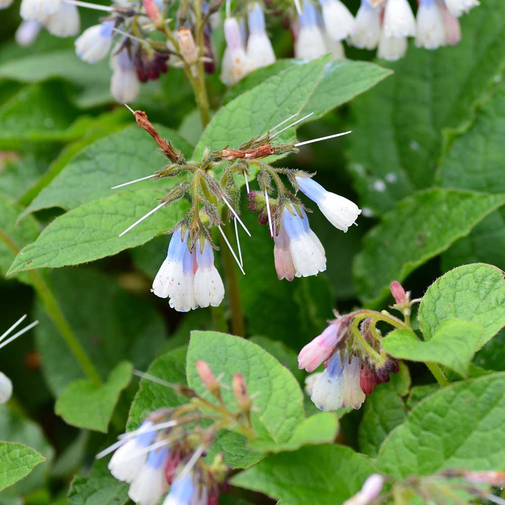 e93285b3b32a77153d017c2850b3ca7a