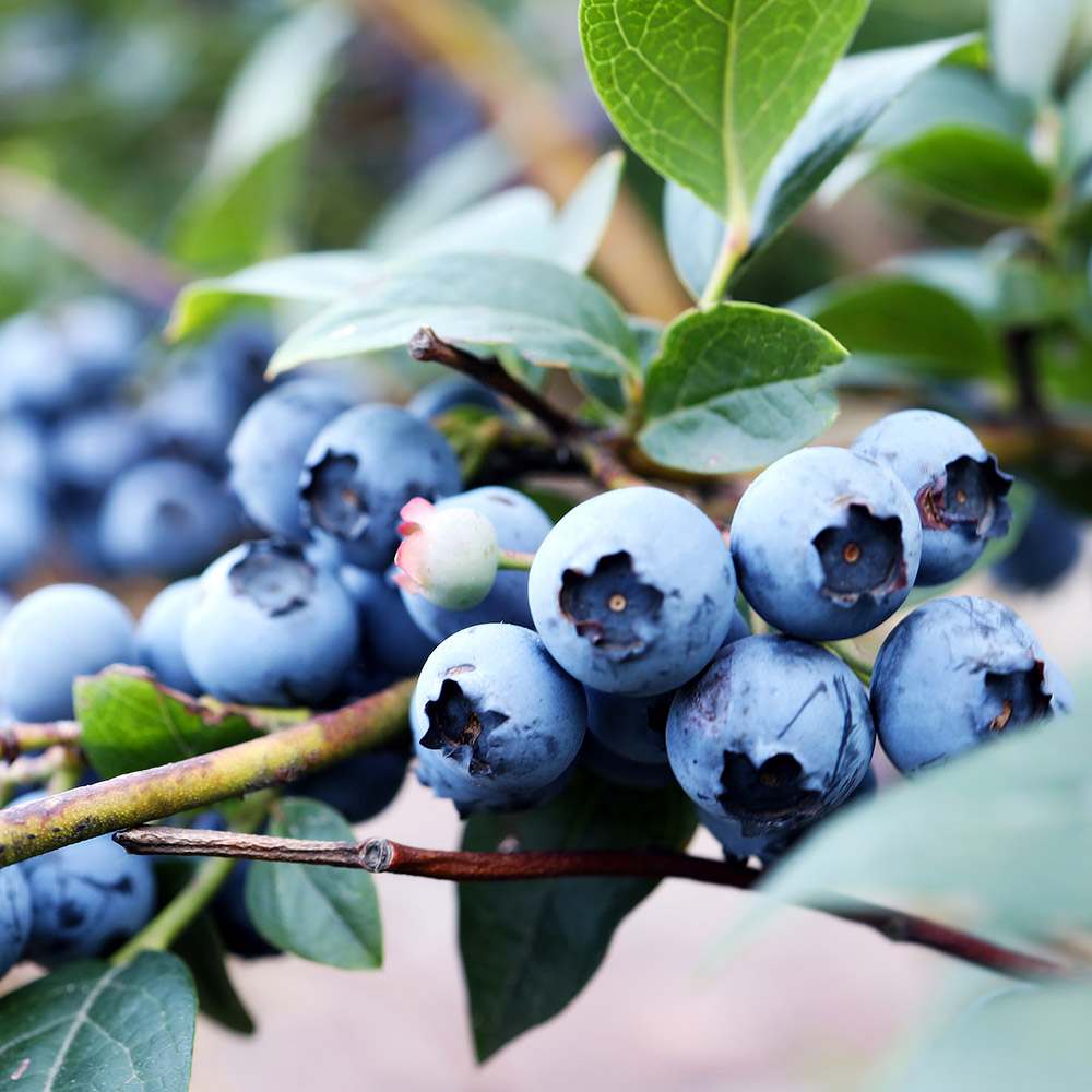 88a294cc1862ec3326a942c3850afa09