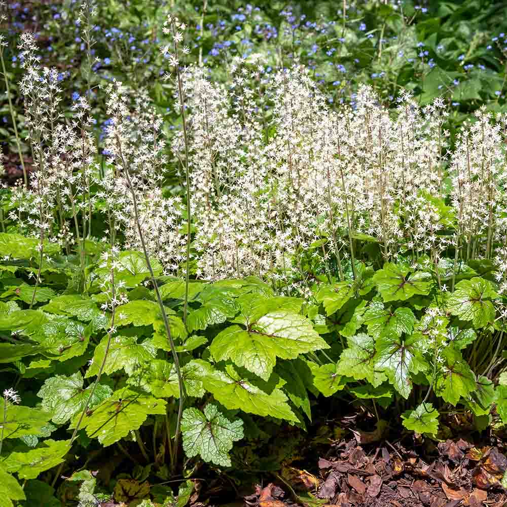 a1da75479dadc1ff11c64dd9a88be1e6