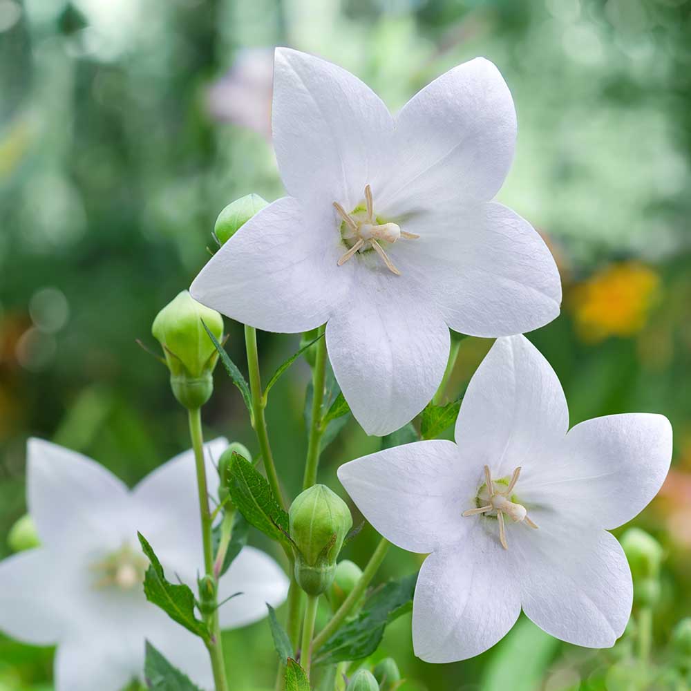 7d22e7bc49335c2338890a0e2345fe80