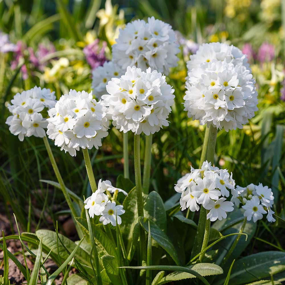 52aa18d2182c2fe4fefd8c07788e4216