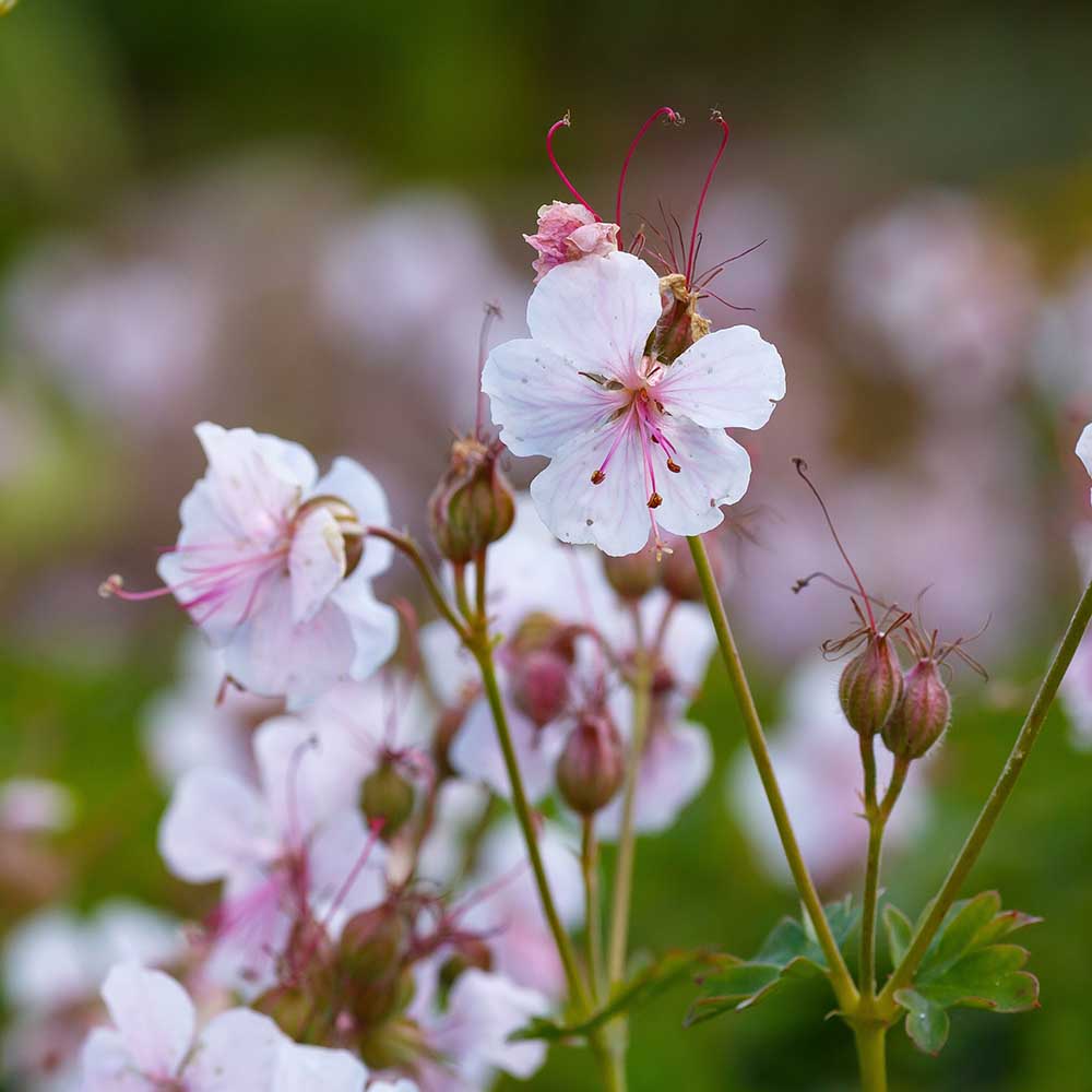 320eef99f2851862ccd1b291f2d2afba