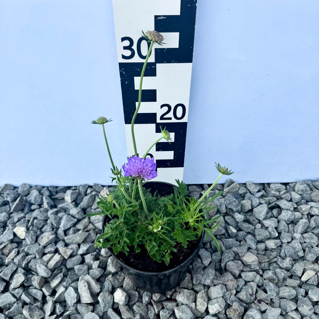 ee9de562a5ec6fac39e1e1c3aed2343c