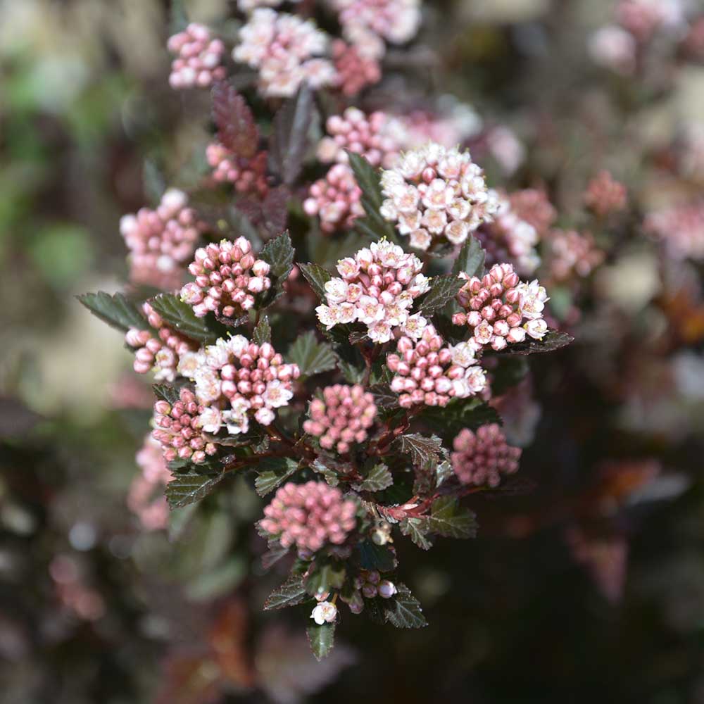 02d1e10d42820d01b88f6dd4a378a9a1