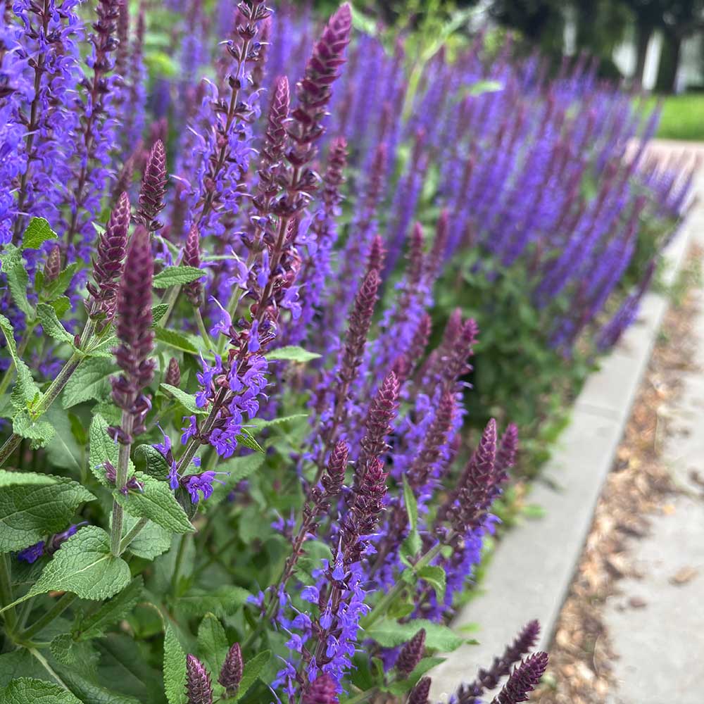 c0e972d56b0bb886715fc299891372ea