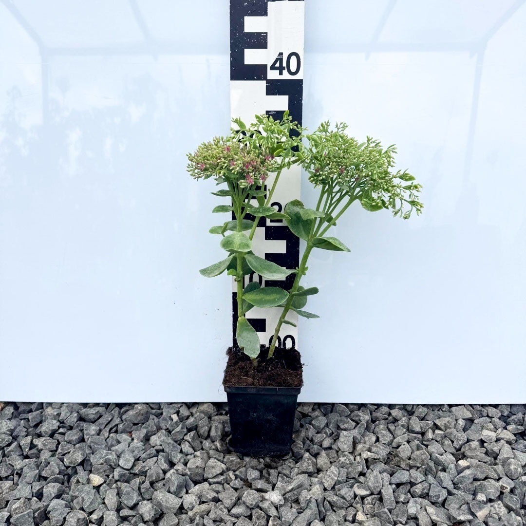 609cf82e0718722668d4c19ec6e0885d