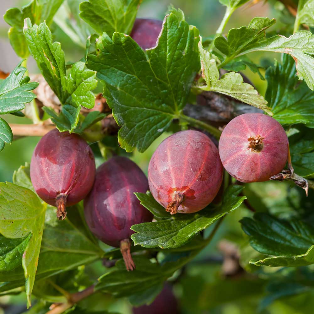 833935bcd7f97a75e5caca301075ed3b