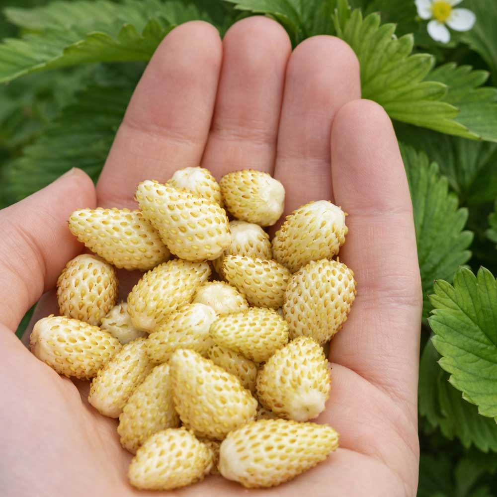 b76af6f61b38defc0f7469f0692bdb6a