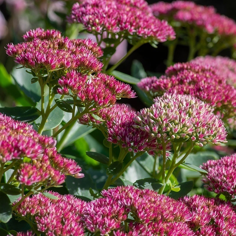 c5cceba28b913b67c9ea0bb143122a1b