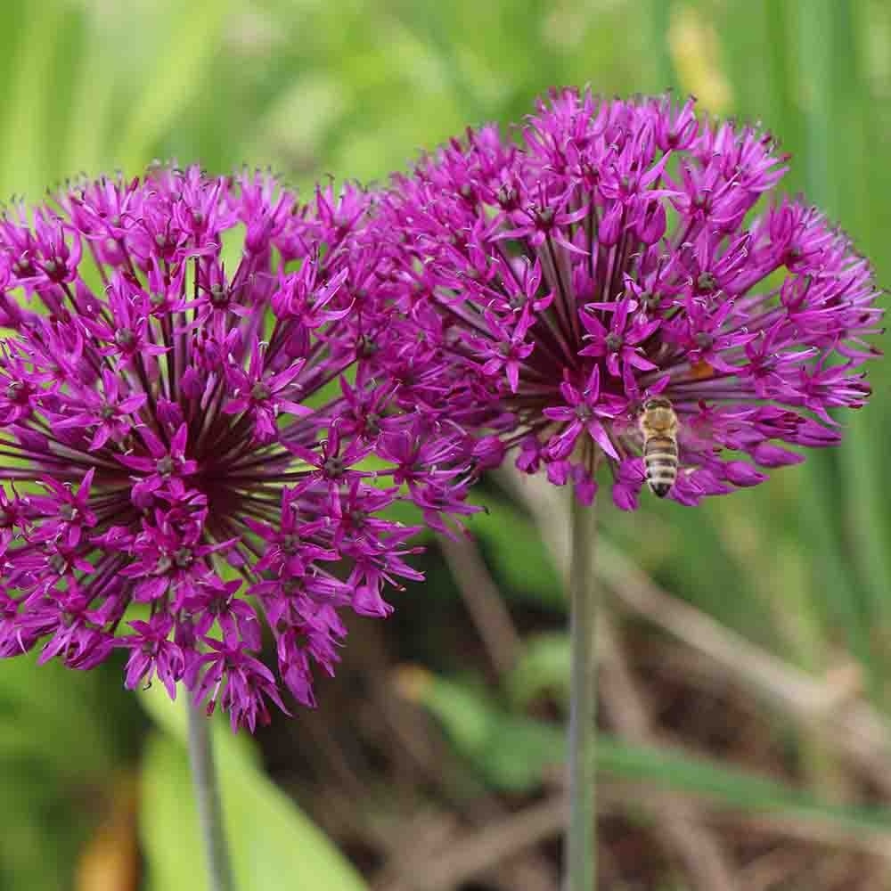 ef70738ff115ccfeff1a5cbfdbb3a887