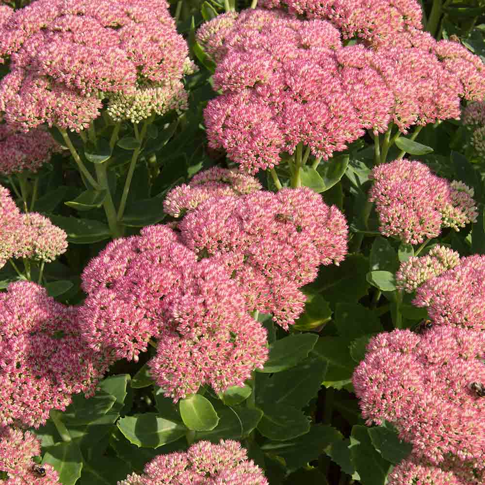 69a27dd39ce715550adc1d8c53d99966