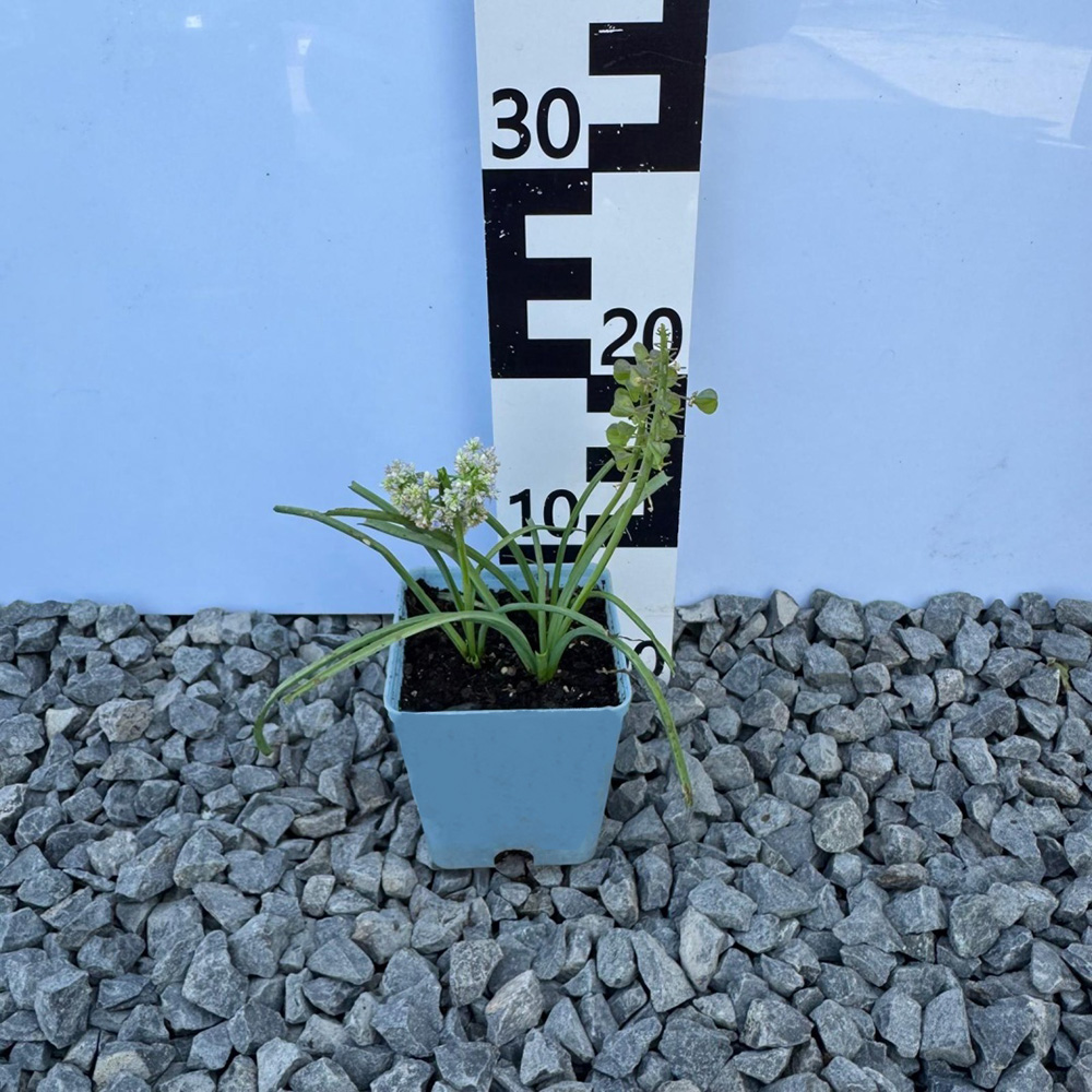 021c38f38d2aa2ef3cf2ea31e516073c