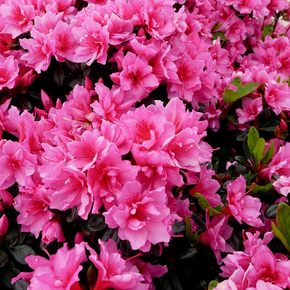 4381377675a6db94ca0e372ddd3b6f97