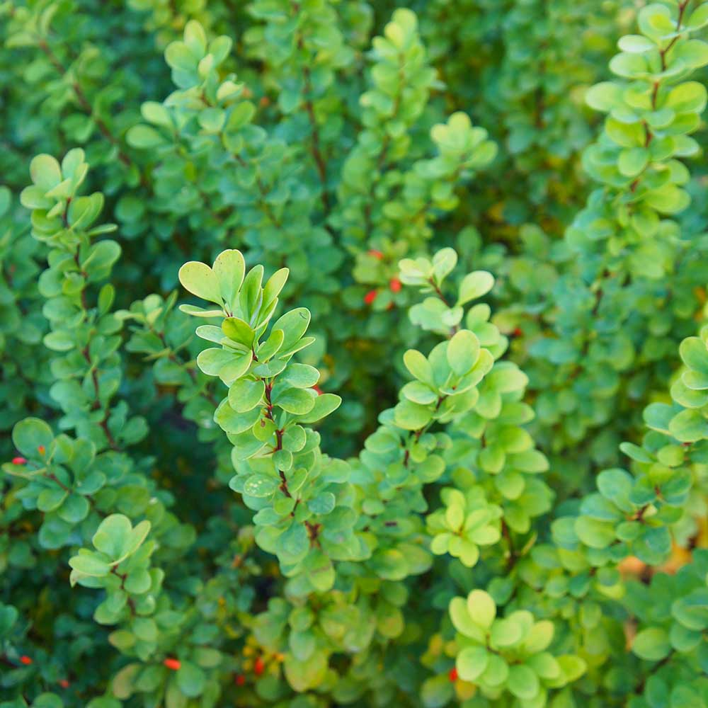 4a7a29482e495ec93caf1c3d87a7238f