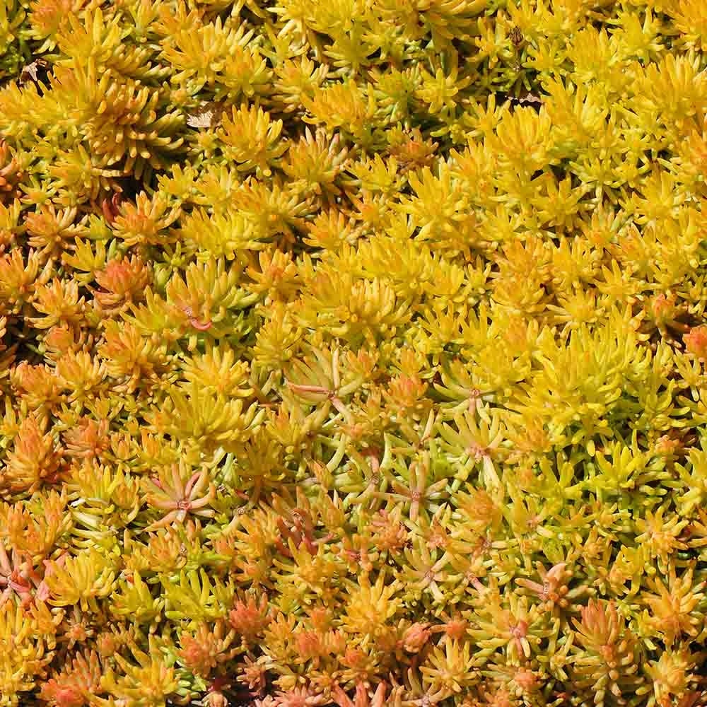 e3e5e54be3410af419774cec2f126102