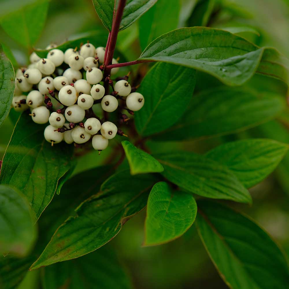 4982f2f07ed96c7149f34bca051f7e62