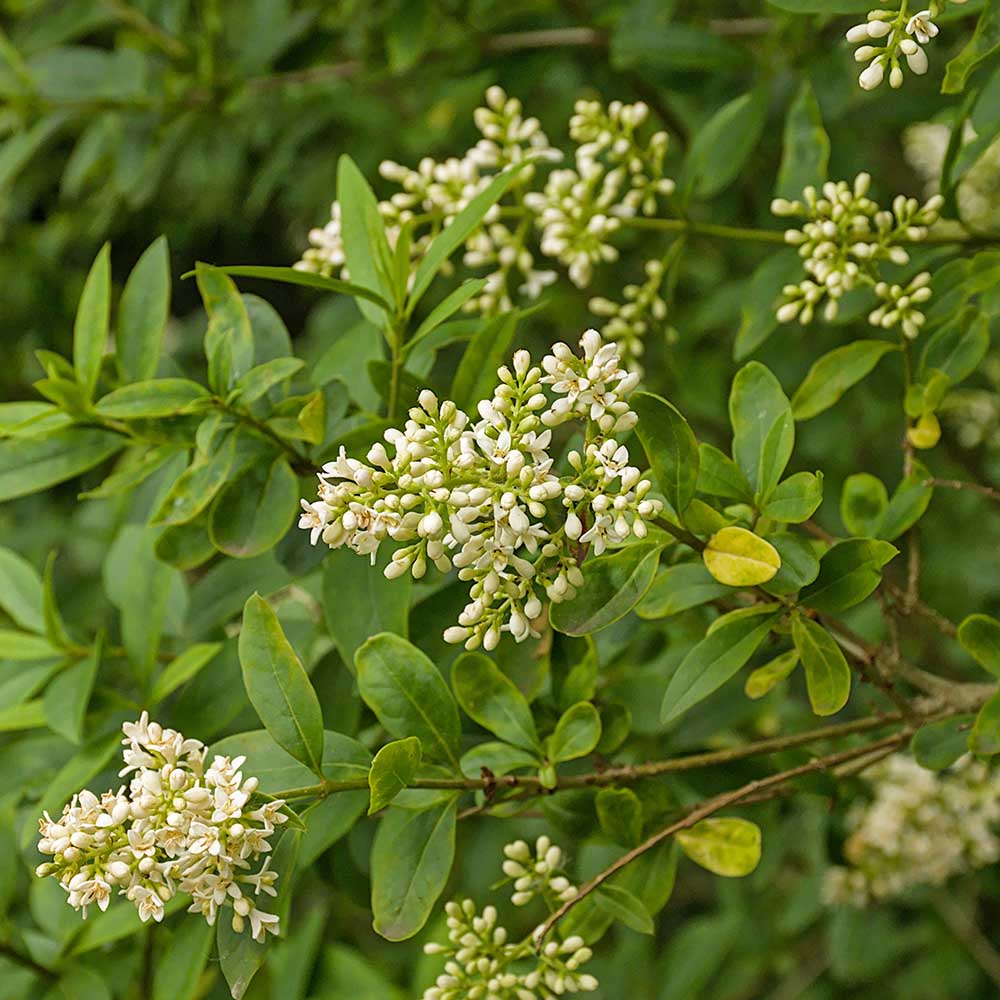 8d422c9ad6b588c7609c46969feff981