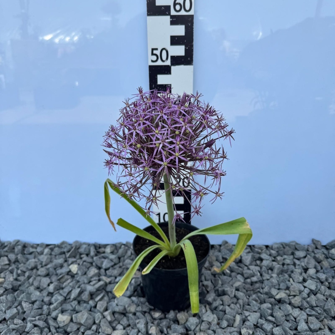 39d071d4596aea837373f07ebf889575