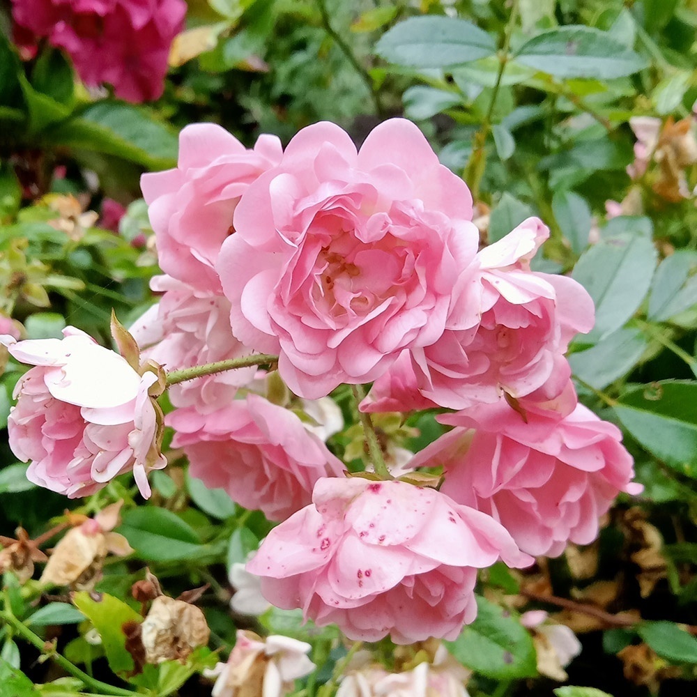 81e032b64f19e5d9533f7ca8a4922547