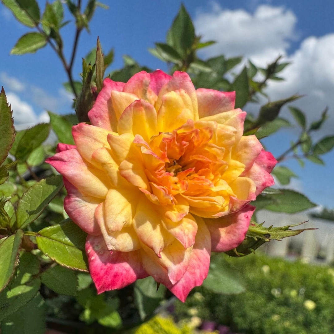 736ed4827675a6babee04abf15258412