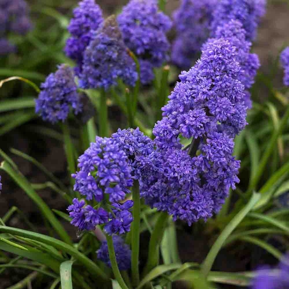 1ee2dccbf4ec4ecd5faceb51d4212222