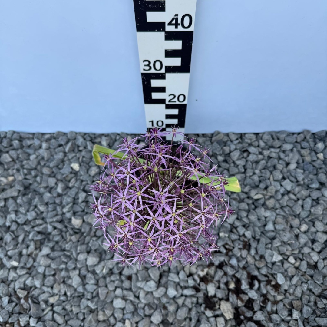 72921f00e81212be231dcbb572155cfe