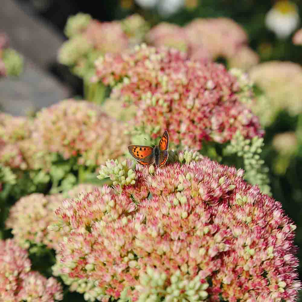 82f43c30ef2802d331c992316efed8b0