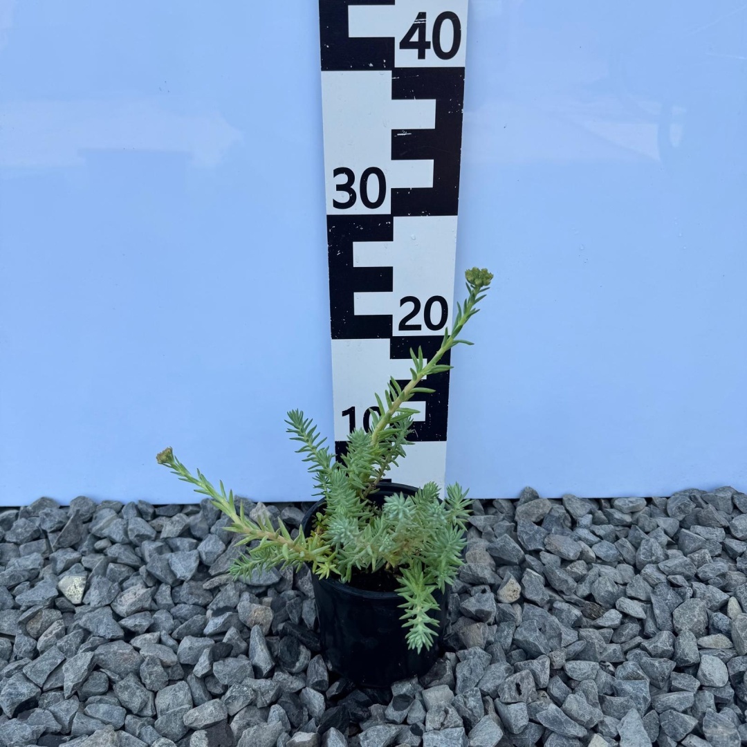 db938020af7b247cae57b65c6112bd03