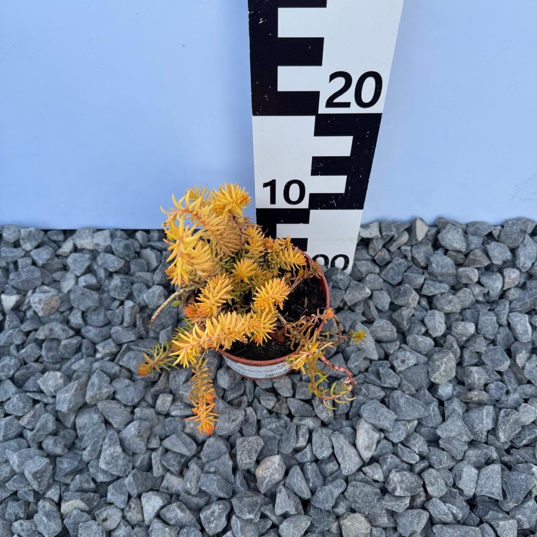 b04de37c376e3e18df2294d46a77aaa3