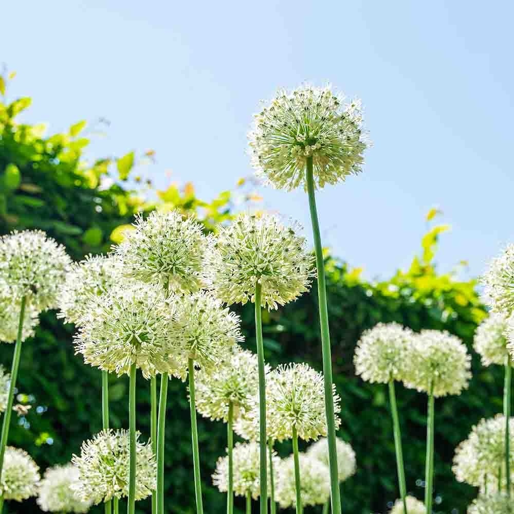 91b9c89971c9cec5be596e36598ac4dd