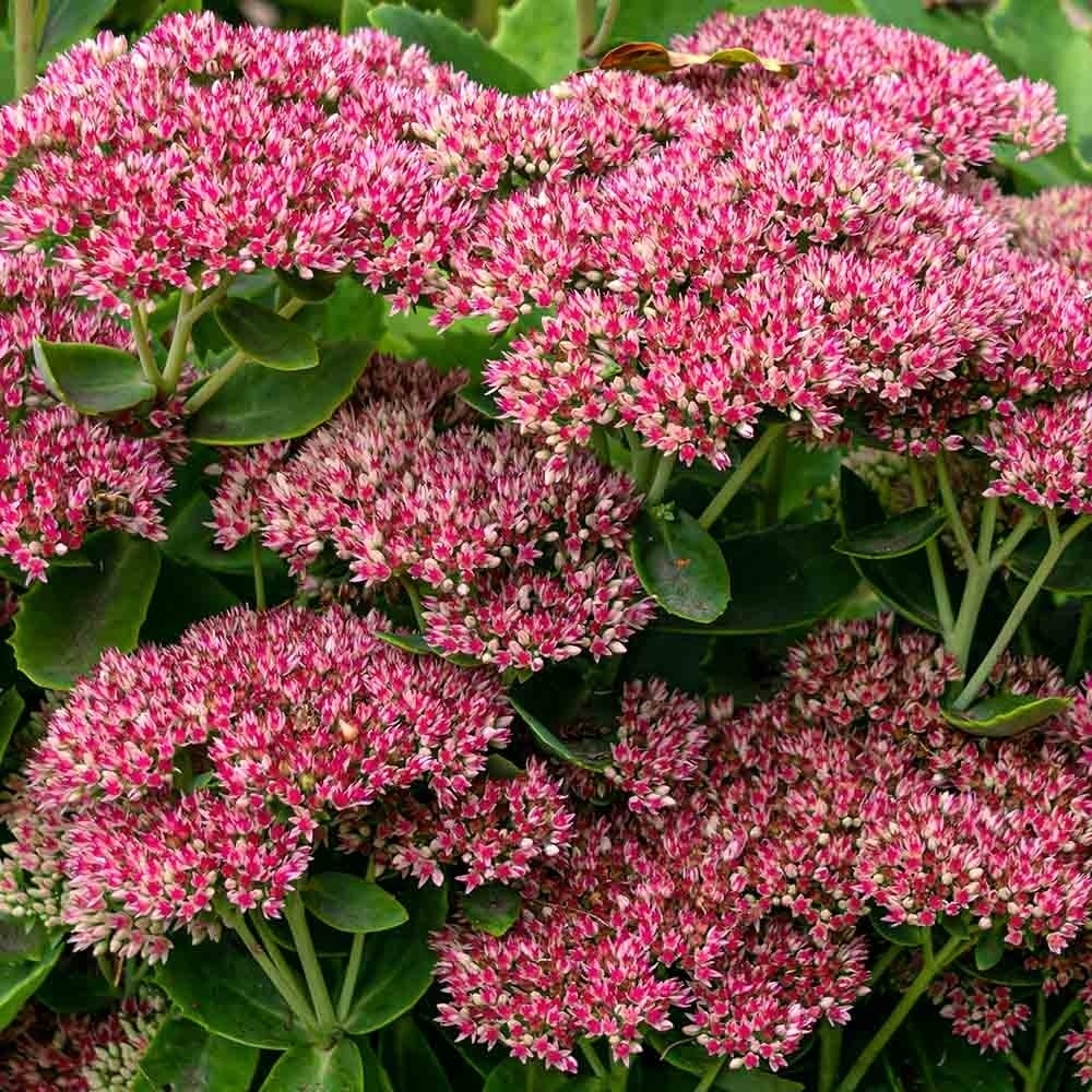 553498bd7b772a0f53b5faf922b8b934