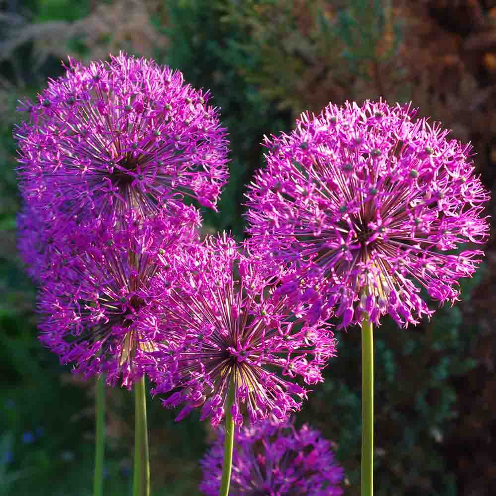 2a62b5291687a6b7f20c17af40d53277