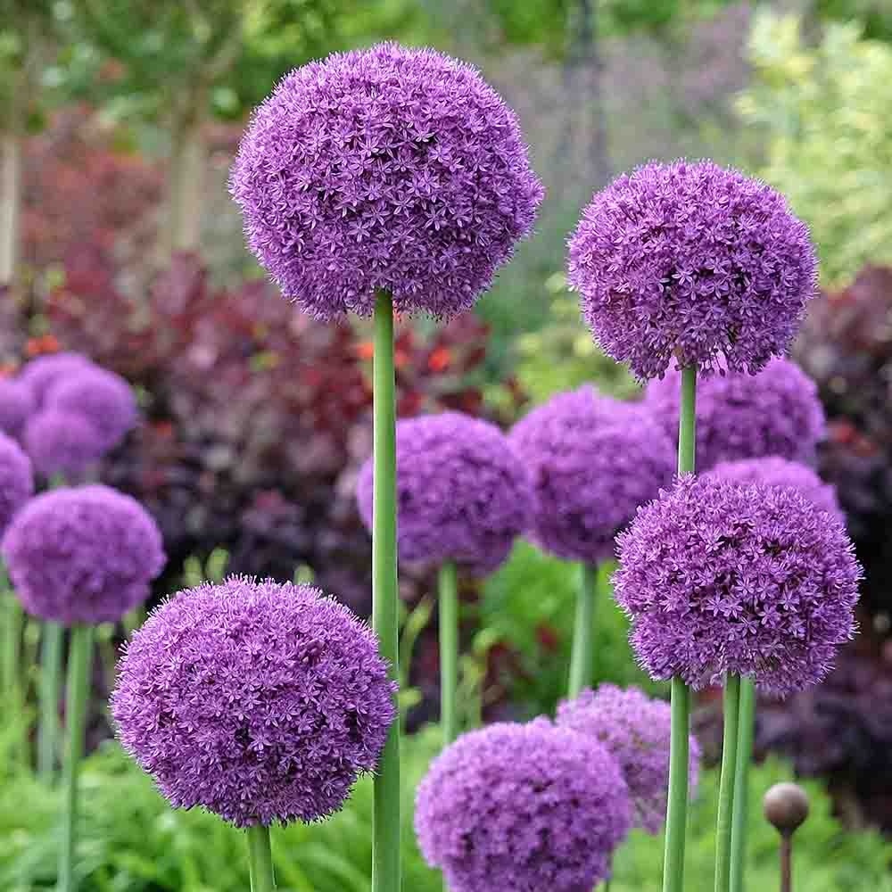 b2119a26618759cdf7252d783b0318ba