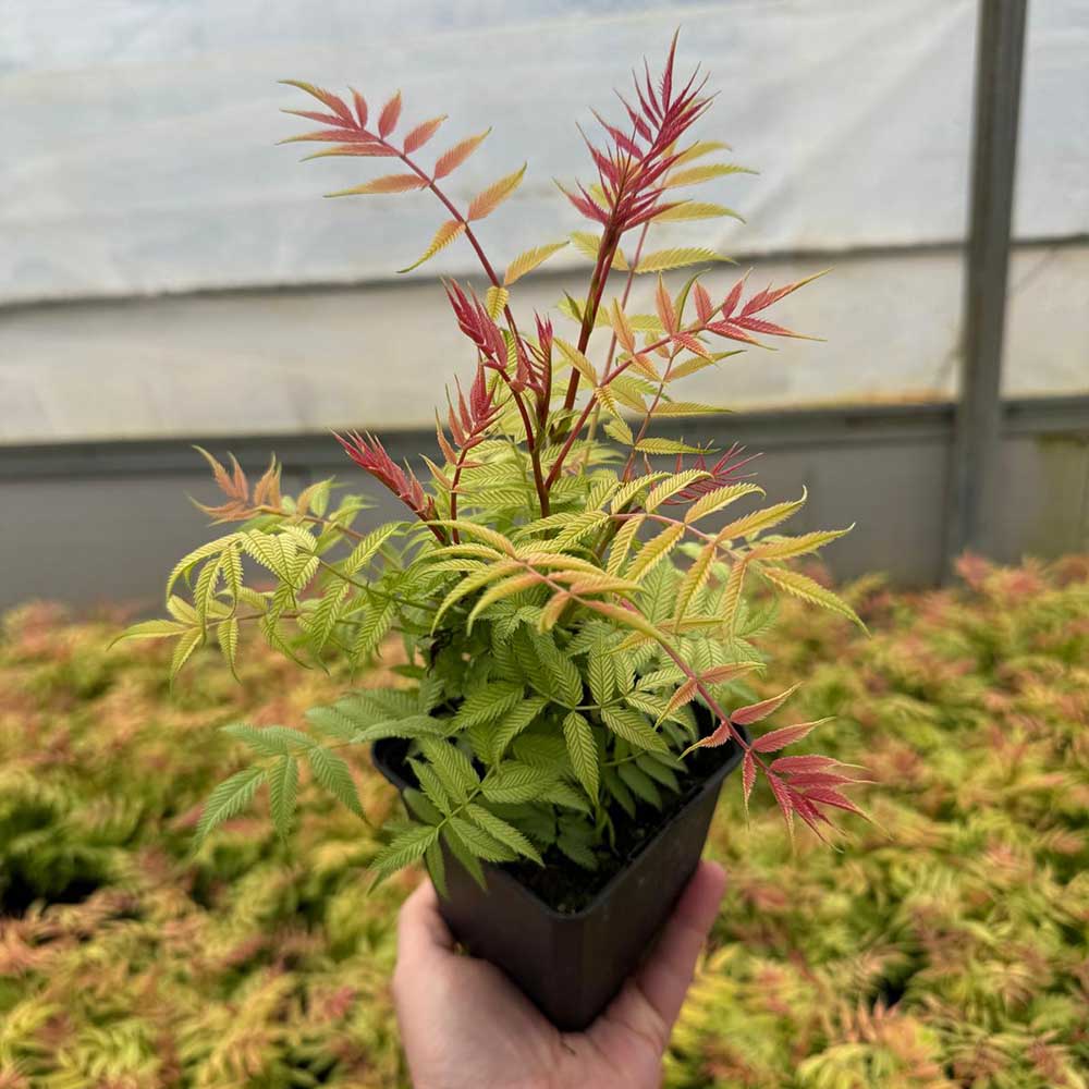 6728a7e069df6e29e7b5d0276e84b55a