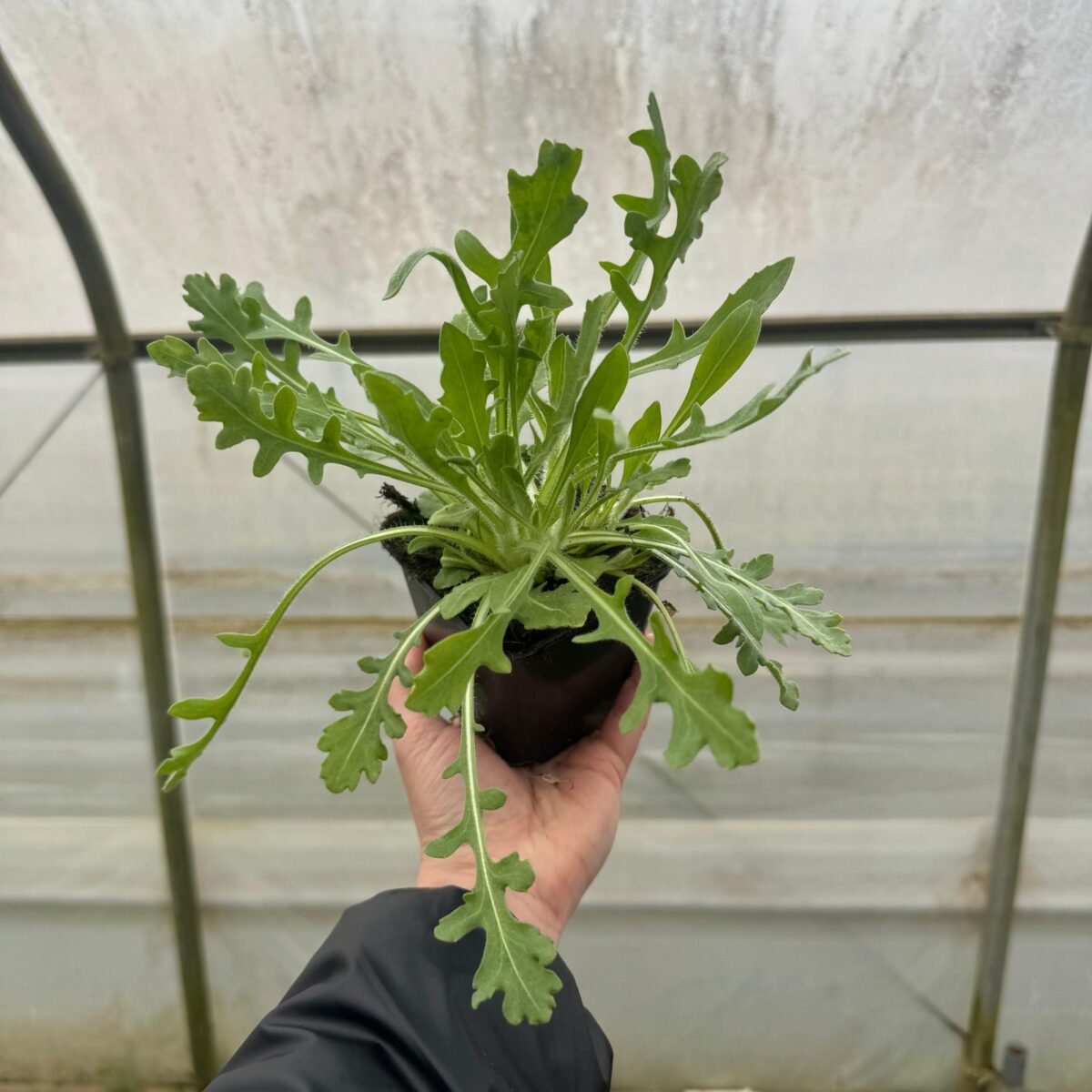 e87fa9d337e01f6ae668631a78c0d5d7