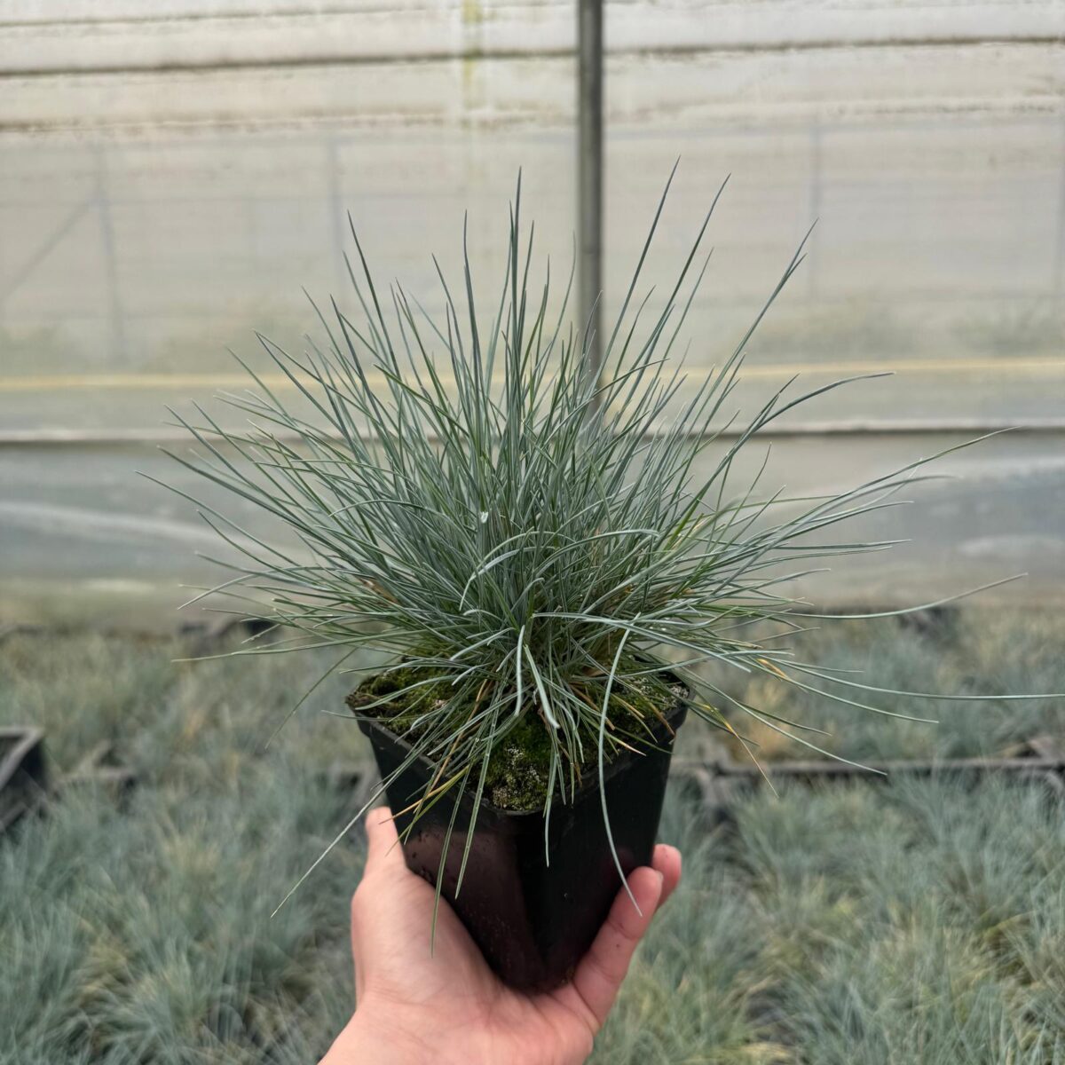 413c686a83f436efa834b04325c2e8d8