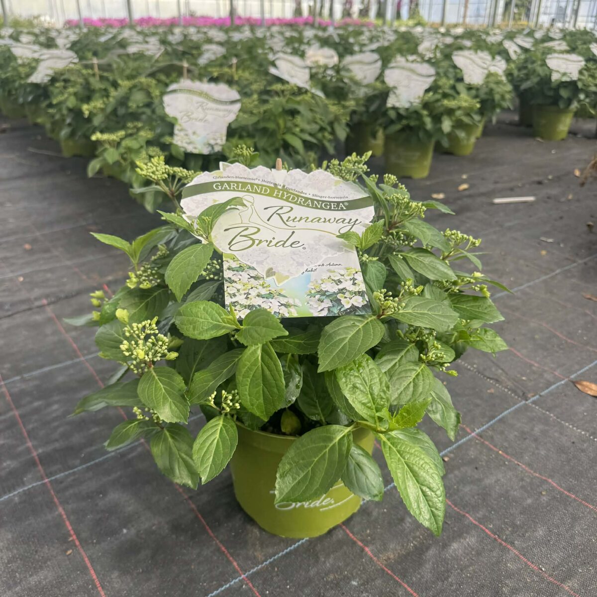 467eb4cf3cf09861ab10977a5f94b0d2