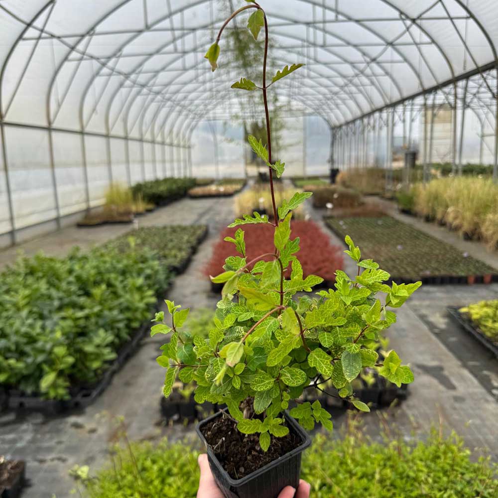 cd207714d40f2b7361afcb6f3cd4f35f