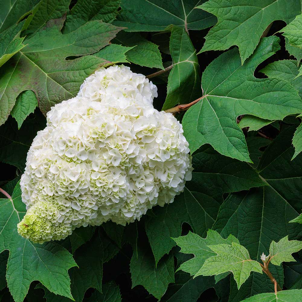 ae1667dff3492305da4b142e22114f8f