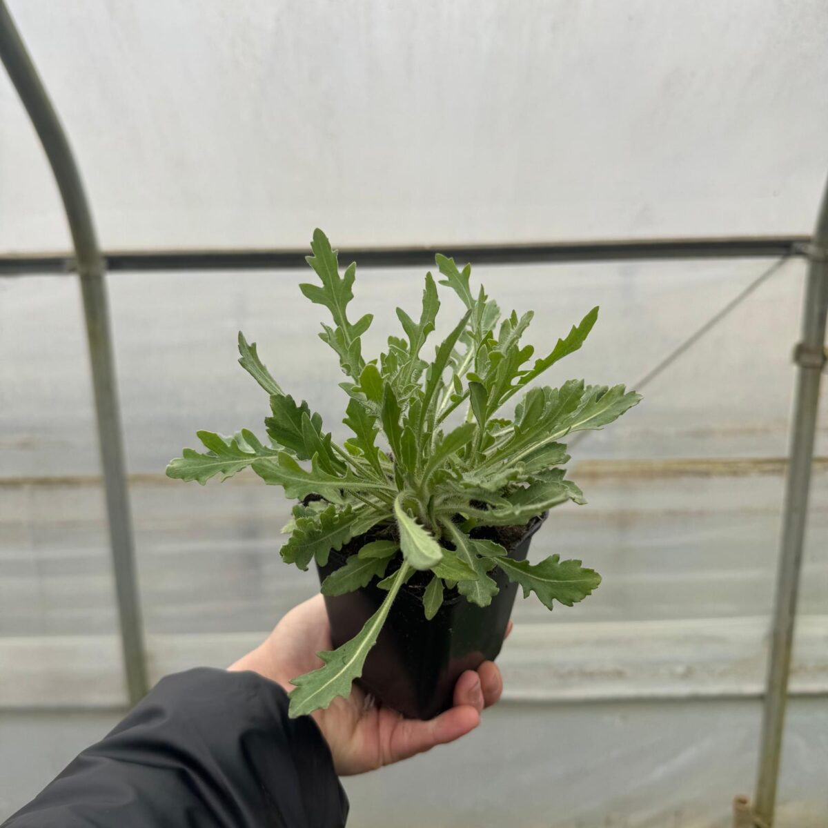 20e71457feda72e2dd312eaf778f0afa